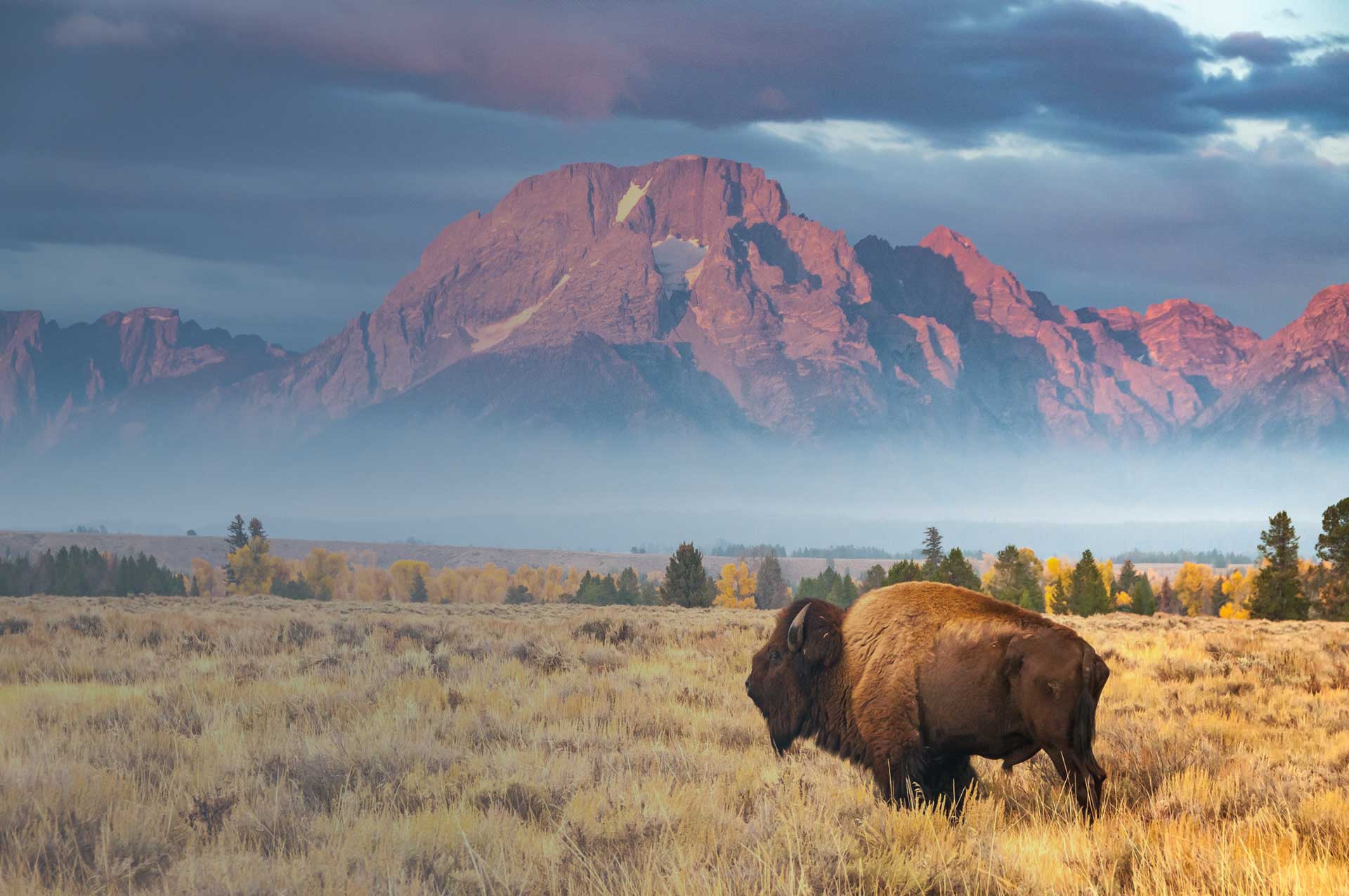 Buffalo in a field with background of mountain in Wyoming countryside 