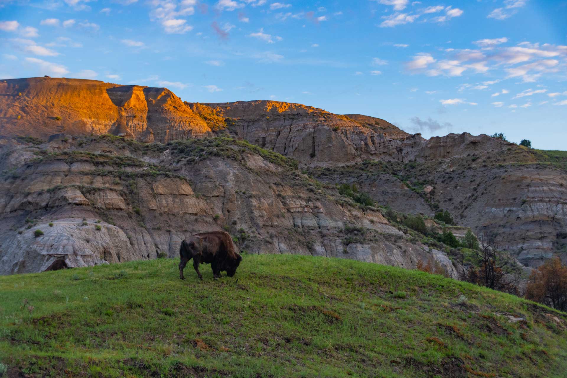 buffalo in the mountains of North Dakota