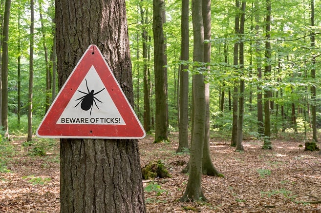 Beware of ticks sign on tree in forest Beware of ticks sign on tree in forest