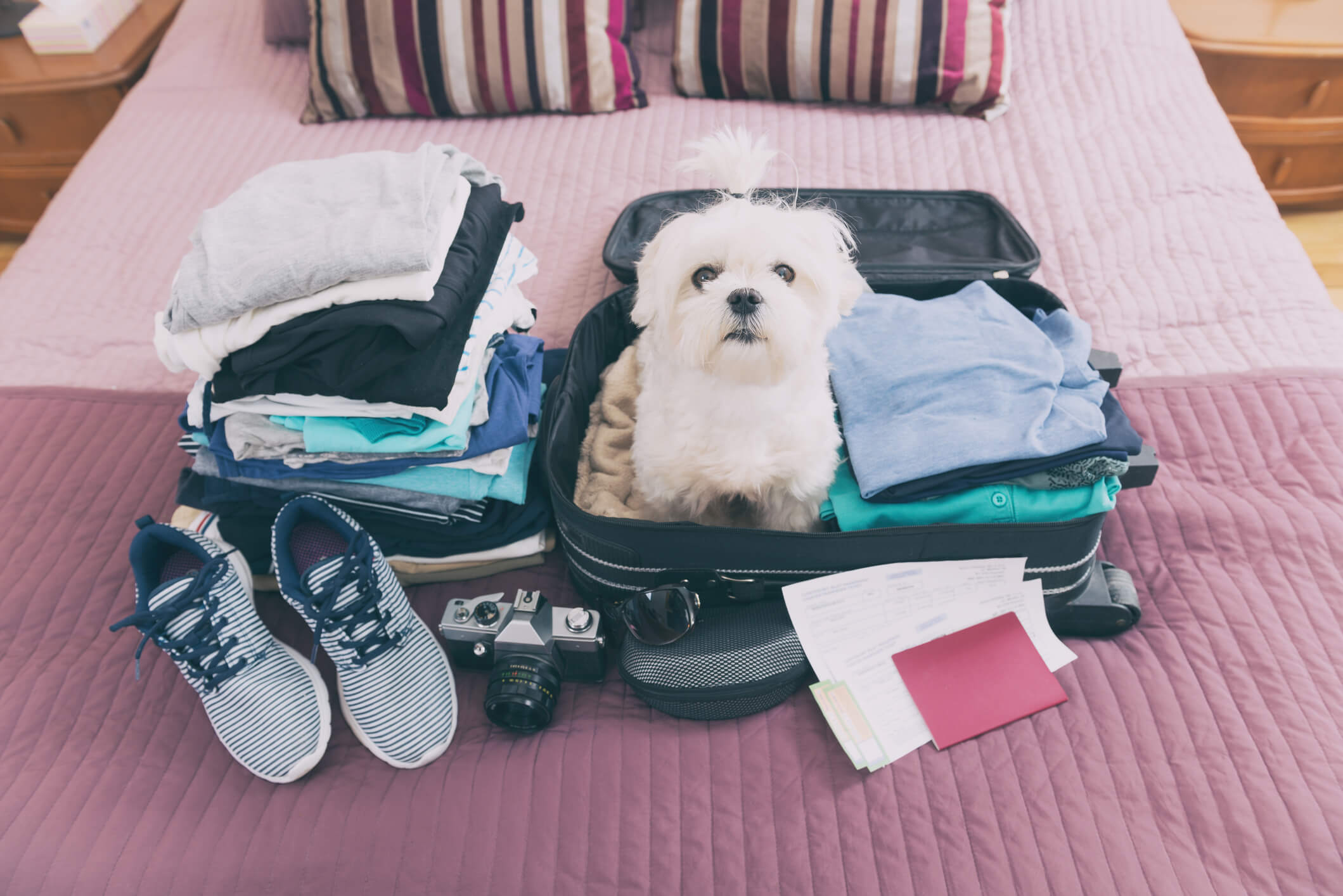 small white dog sitting on folded clothes to be packed small white dog sitting on folded clothes to be packed