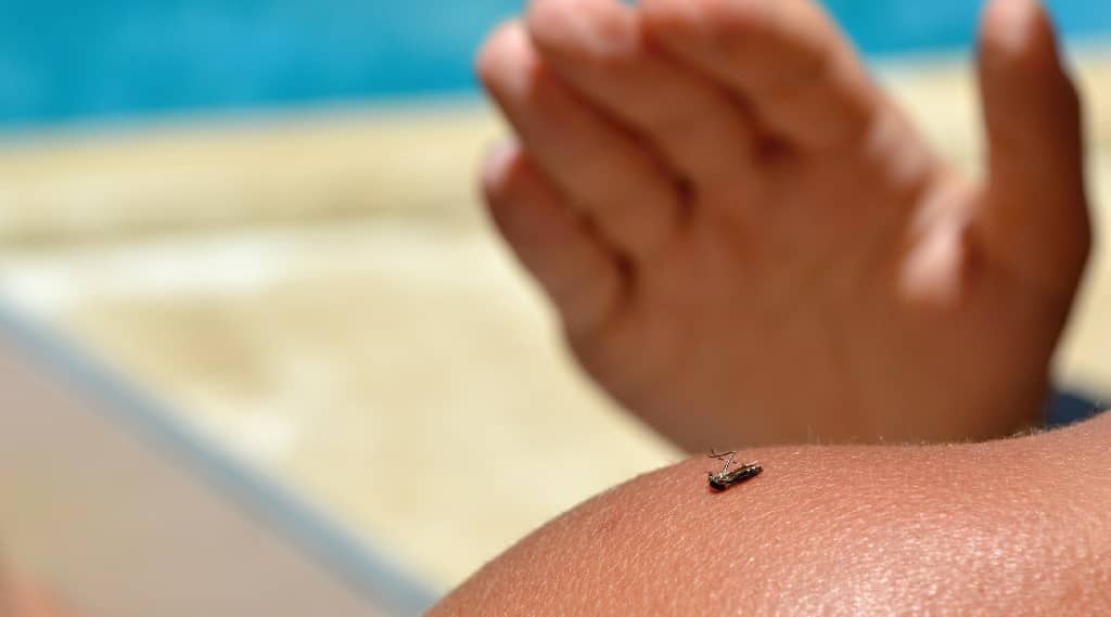 Travel Nurses Buzzing About Summer Insect-Related Illnesses Travel Nurses Buzzing About Summer Insect-Related Illnesses