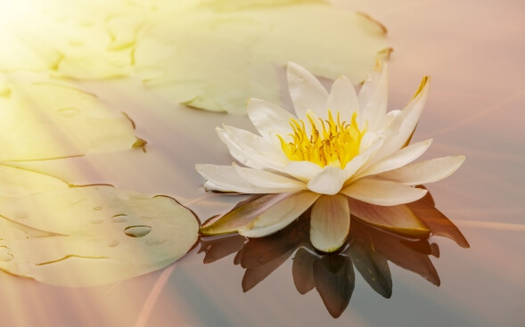 waterlily blooming in pond with streaming sunlight waterlily blooming in pond with streaming sunlight